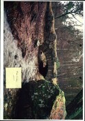 NH92NE0004CP01.pdf