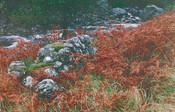 Site19.bmp