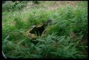 NM76NE0003 - Burial Cist, Ballnaselich, Glen Hurich Forest 2.jpg