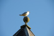 DSC_0226.jpg